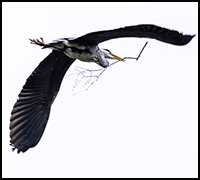 NHsenvinter NHsenvinter