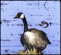 nyh22april nyh22april