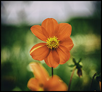 nyhet22aug nyhet22aug