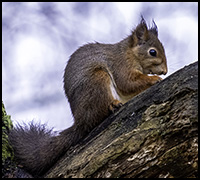 nyhet23dec1 nyhet23dec1