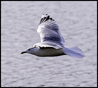 nyhet23juni1 nyhet23juni1