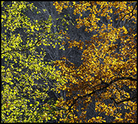 nyhet24dec1 nyhet24dec1